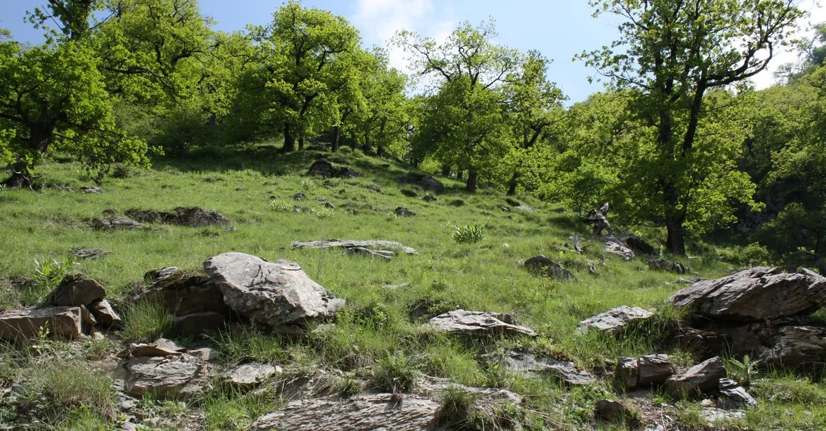 Colline verdoyante avec des rochers et des arbres vibrants sous un ciel bleu clair.