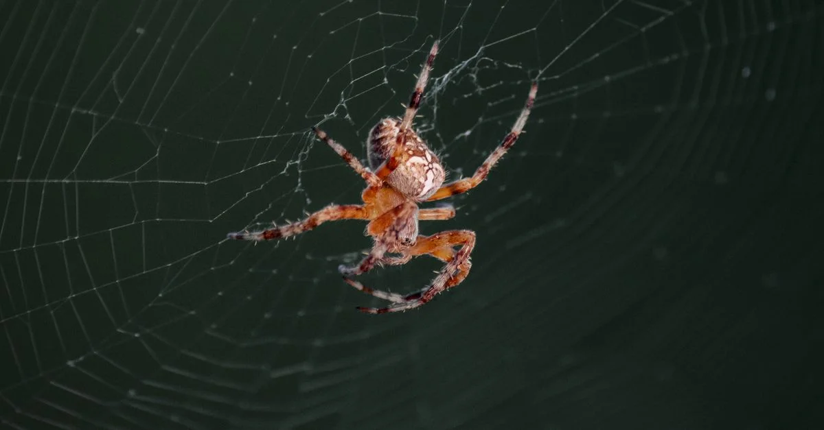 Prise de vue macro détaillée d'une araignée dans sa toile complexe sur fond sombre.