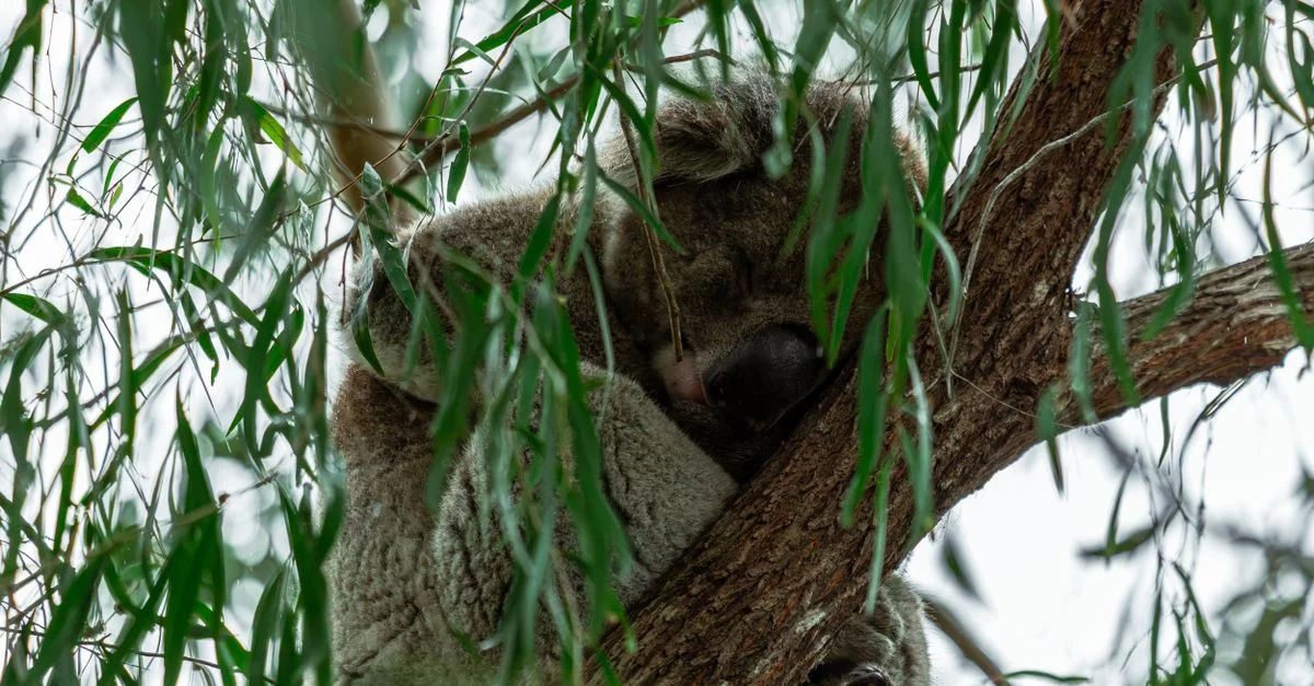Un koala bien au chaud se reposant dans un eucalyptus au milieu d'un épais feuillage vert en Australie-Occidentale.